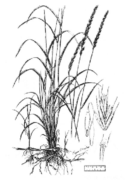 Image of Elymus repens